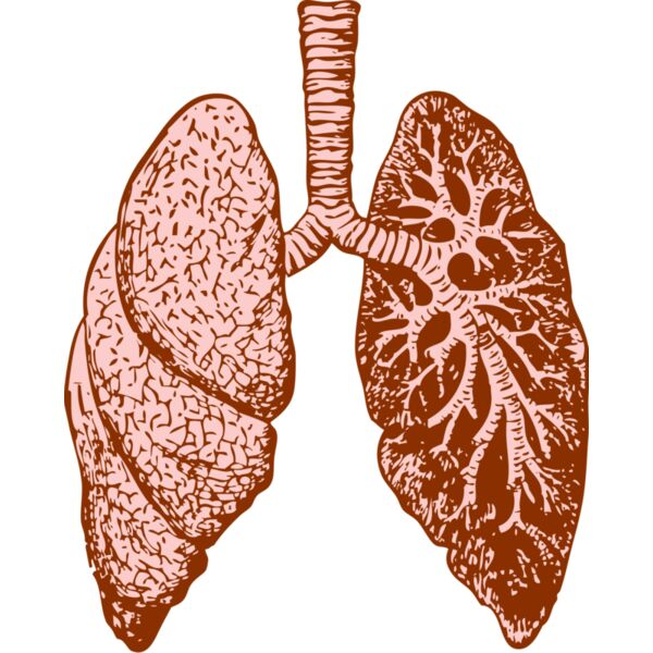 Lungs Thumbnail