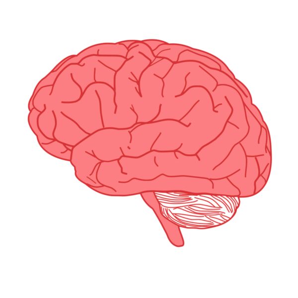 Brain Thumbnail