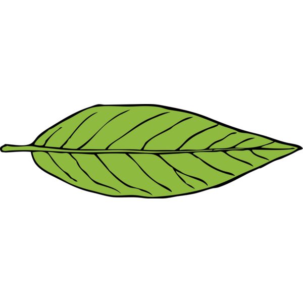 Leaf 1 Thumbnail