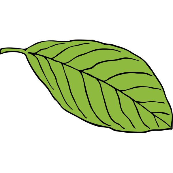 Leaf 2 Thumbnail