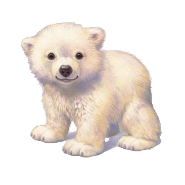 Baby Polar Bear Thumbnail