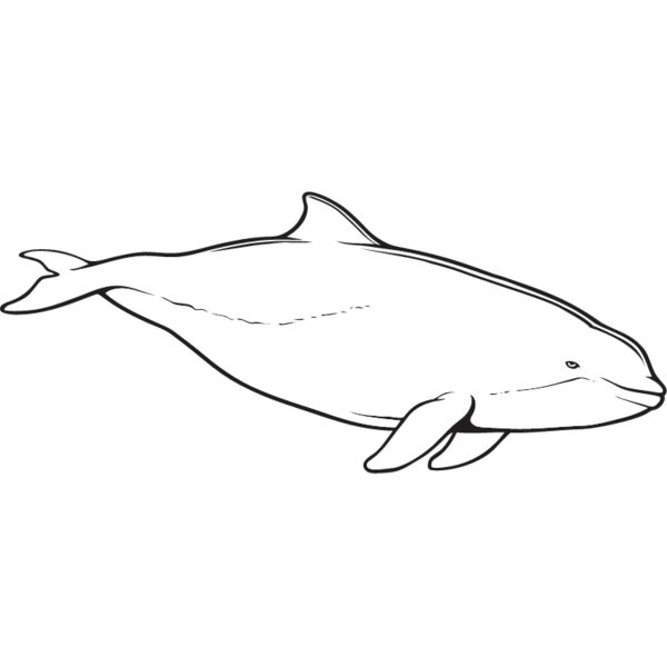 Harbor Porpoise Thumbnail