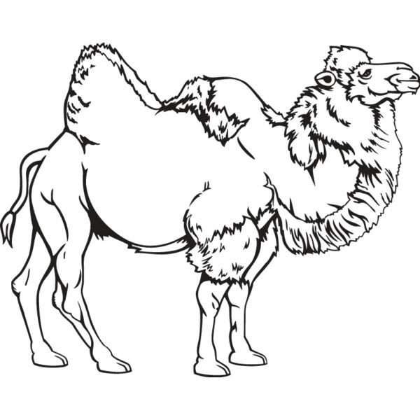 Camel1 Thumbnail