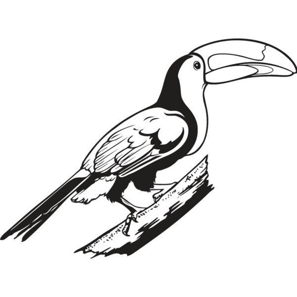 Toucan2 Thumbnail