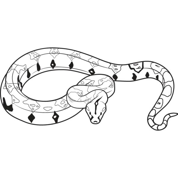 Boa Constrictor Thumbnail