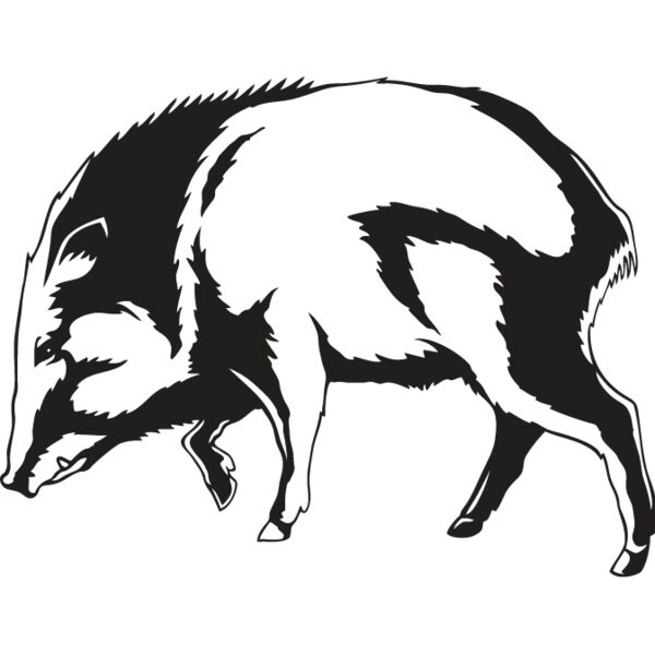 Wild Boar2 Thumbnail