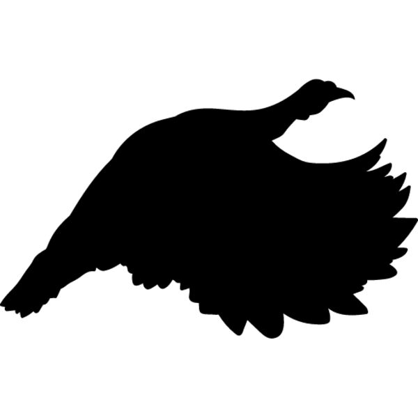 Wild Turkey7 Thumbnail