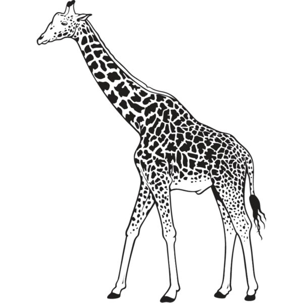 Giraffe1 Thumbnail