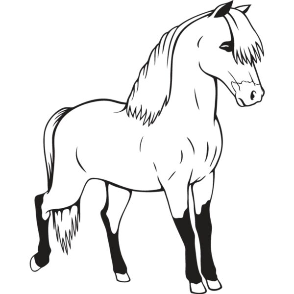 Miniature Horse2 Thumbnail
