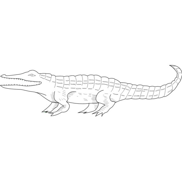 Crocodile3 Thumbnail