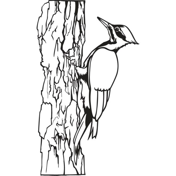 Woodpecker Thumbnail