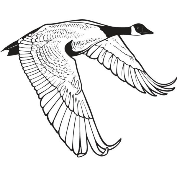 Canadian Goose Thumbnail