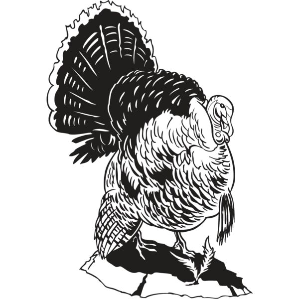 Wild Turkey9 Thumbnail