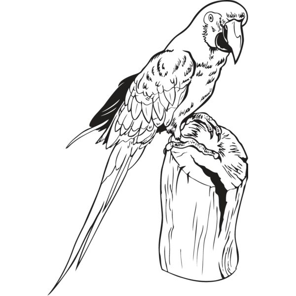 Macaw Thumbnail