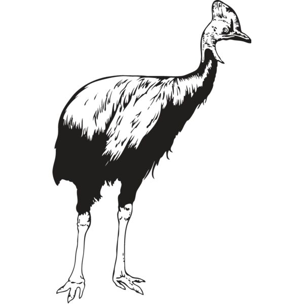Cassowary Thumbnail