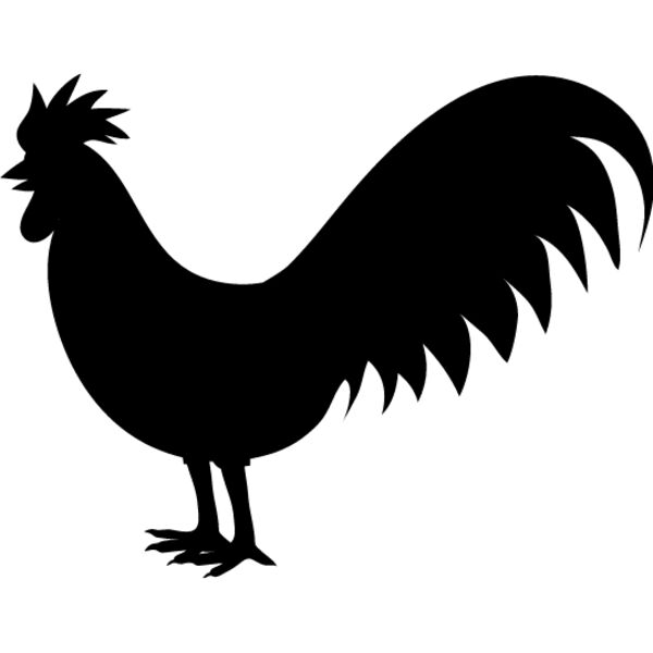 Rooster6 Thumbnail