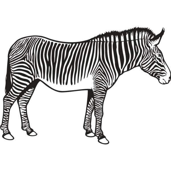 Zebra1 Thumbnail