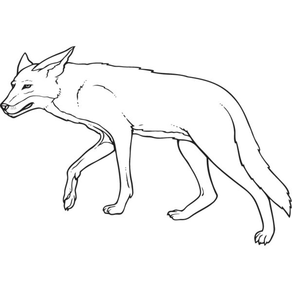 Coyote1 Thumbnail