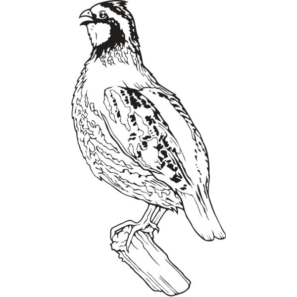 Quail1 Thumbnail