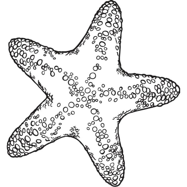 Starfish2 Thumbnail