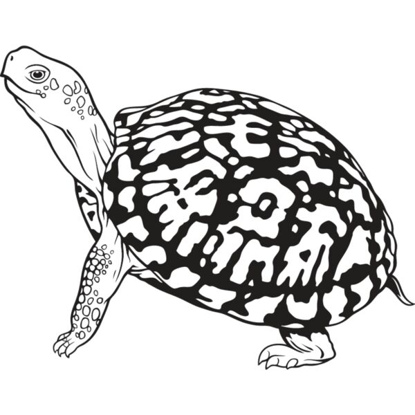 Turtle1 Thumbnail