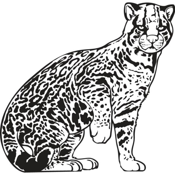 Ocelot Thumbnail