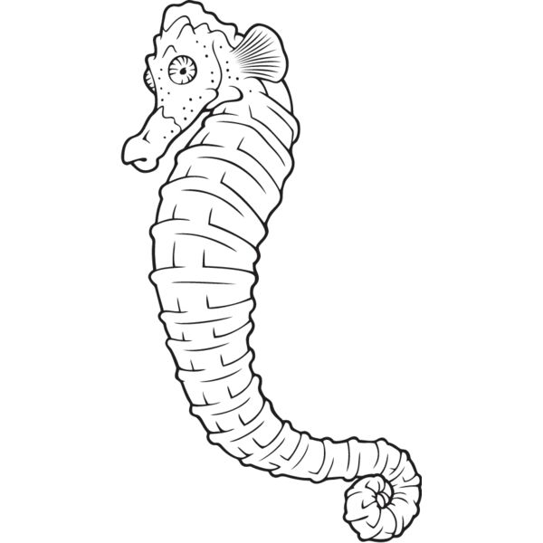 Seahorse5 Thumbnail