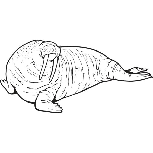 Walrus Thumbnail