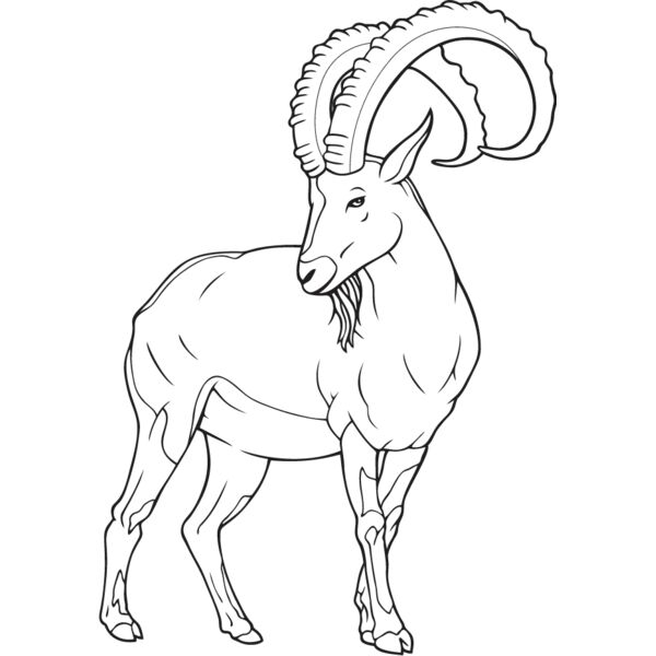 Ibex Thumbnail