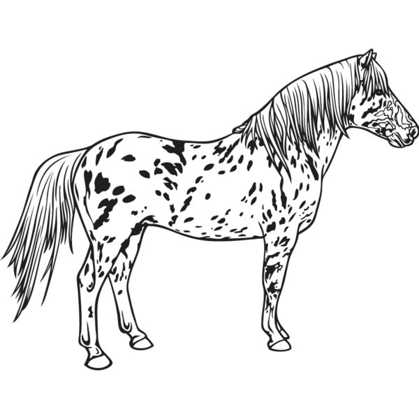 Horse6 Thumbnail