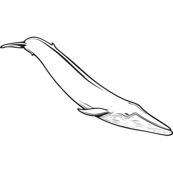 Blue Whale1 Thumbnail