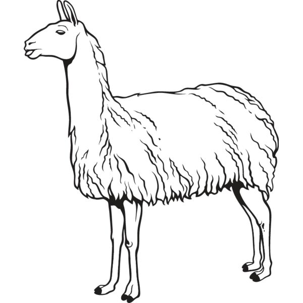 Llama Thumbnail