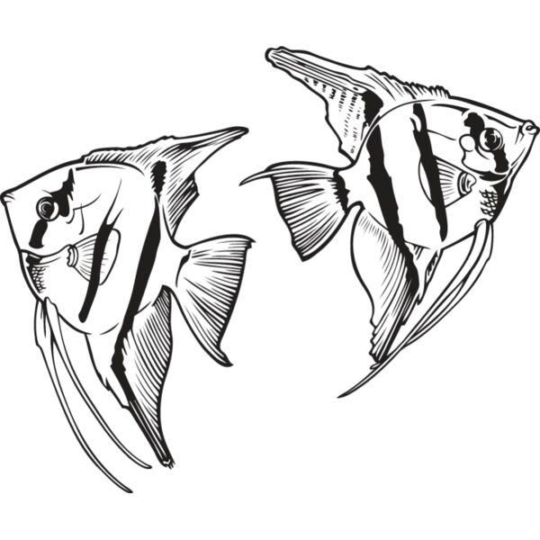 Angelfish Thumbnail