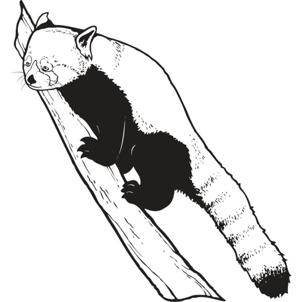 Red Panda Bear Thumbnail