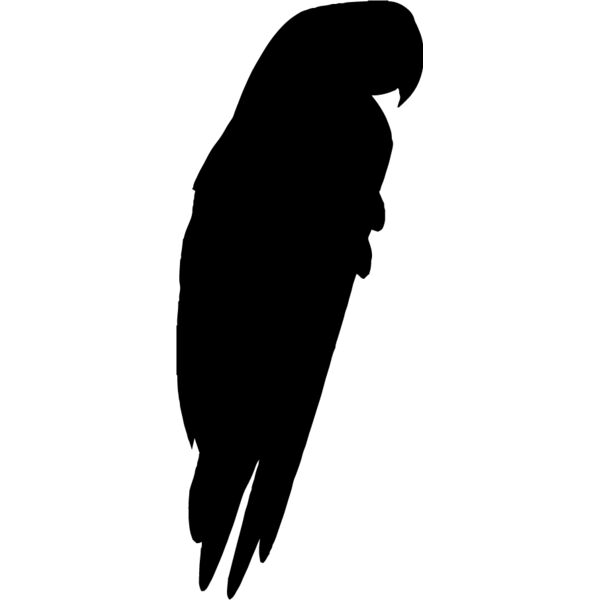 Parrot Silhouette1 Thumbnail