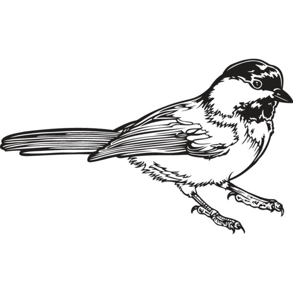 Chickadee Thumbnail