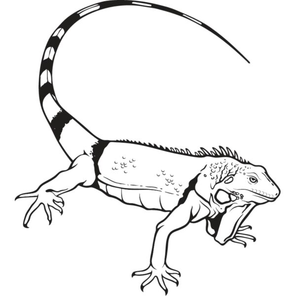 Iguana1 Thumbnail