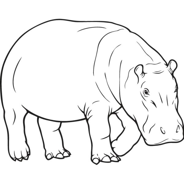 Hippopotamus1 Thumbnail