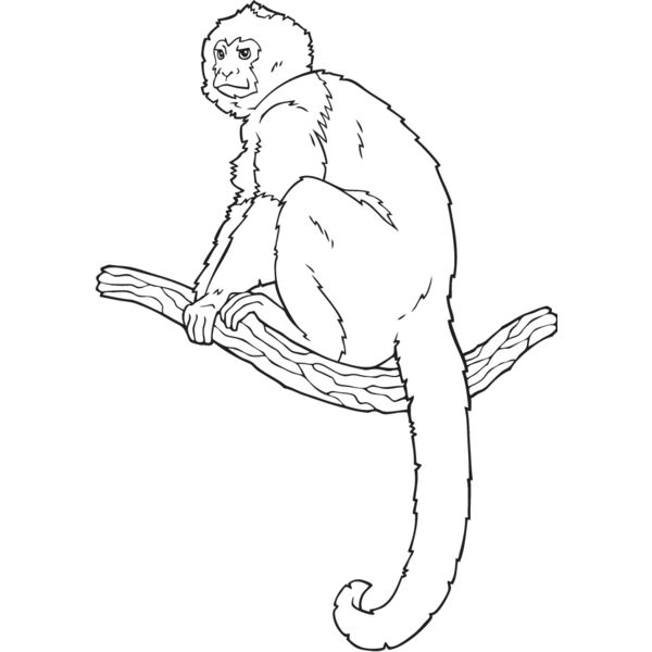 Monkey6 Thumbnail
