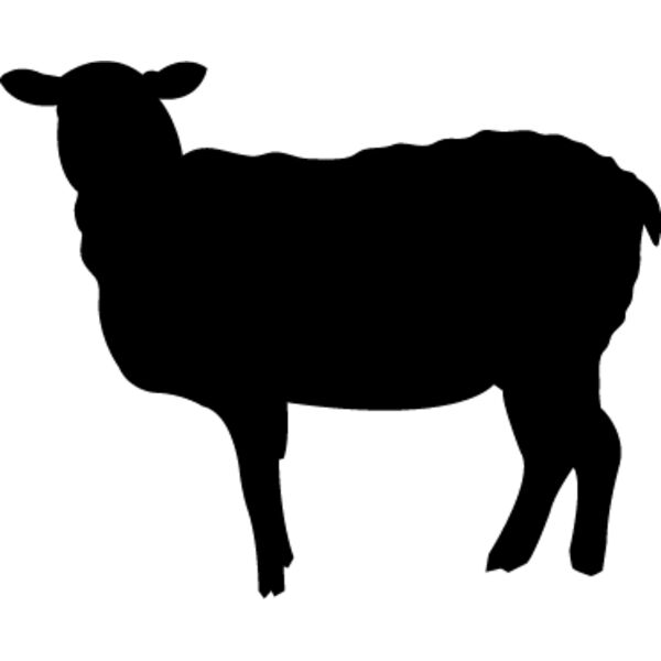 Sheep7 Thumbnail
