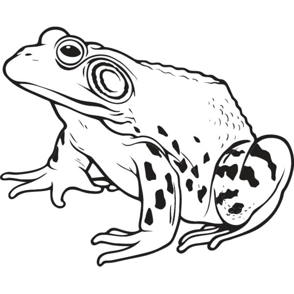 Bullfrog Thumbnail