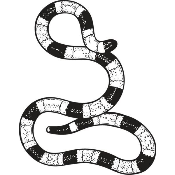 Coral Snake Thumbnail