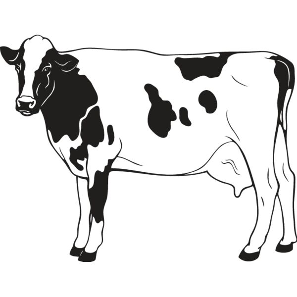 Cow6 Thumbnail