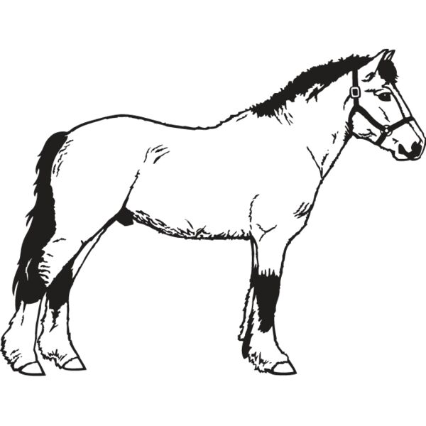 Horse2 Thumbnail
