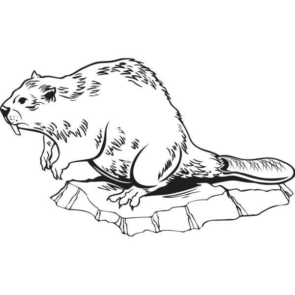 Beaver1 Thumbnail