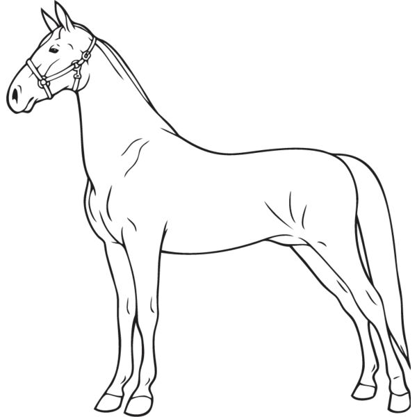 Horse3 Thumbnail