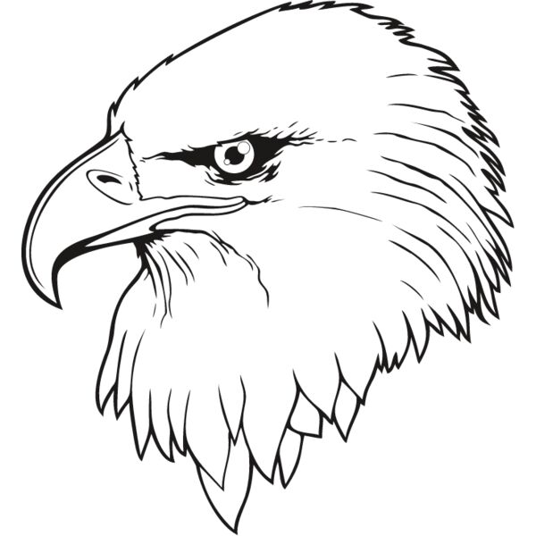 Eagle8 Thumbnail