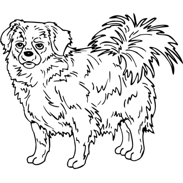 Tibetan Spaniel Thumbnail