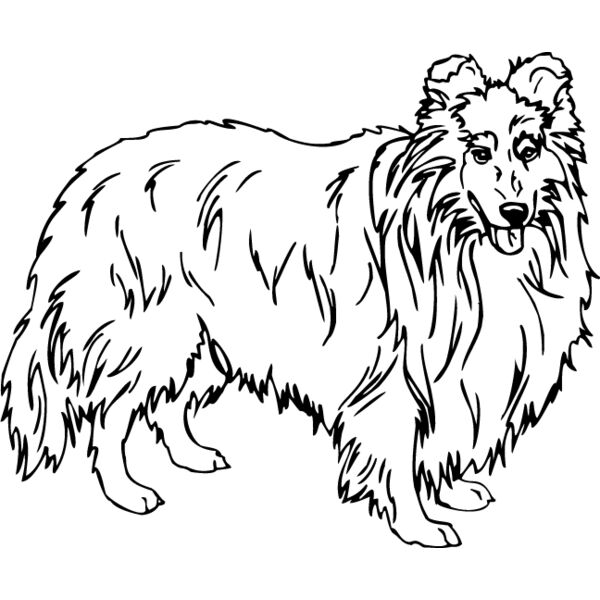 Shetland Sheepdog1 Thumbnail