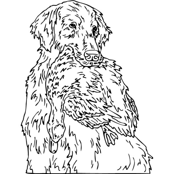 Golden Retriever2 Thumbnail